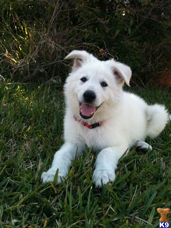 German Shepherd Puppies in FL
